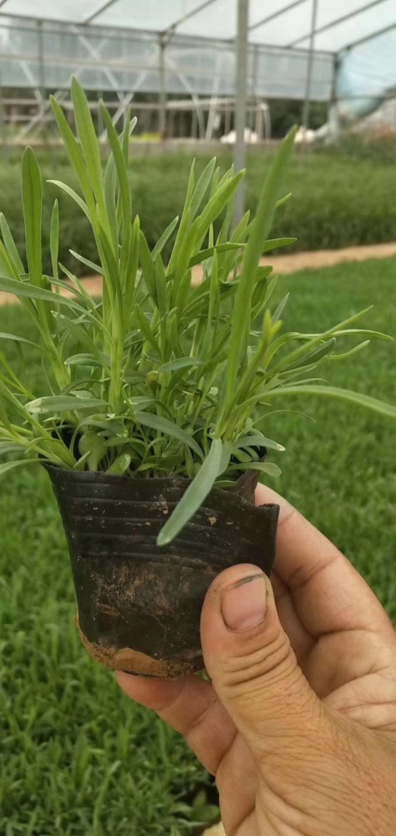 多芽地被石竹各类地被植物一杯多苗基地直销绿化工程花海打造