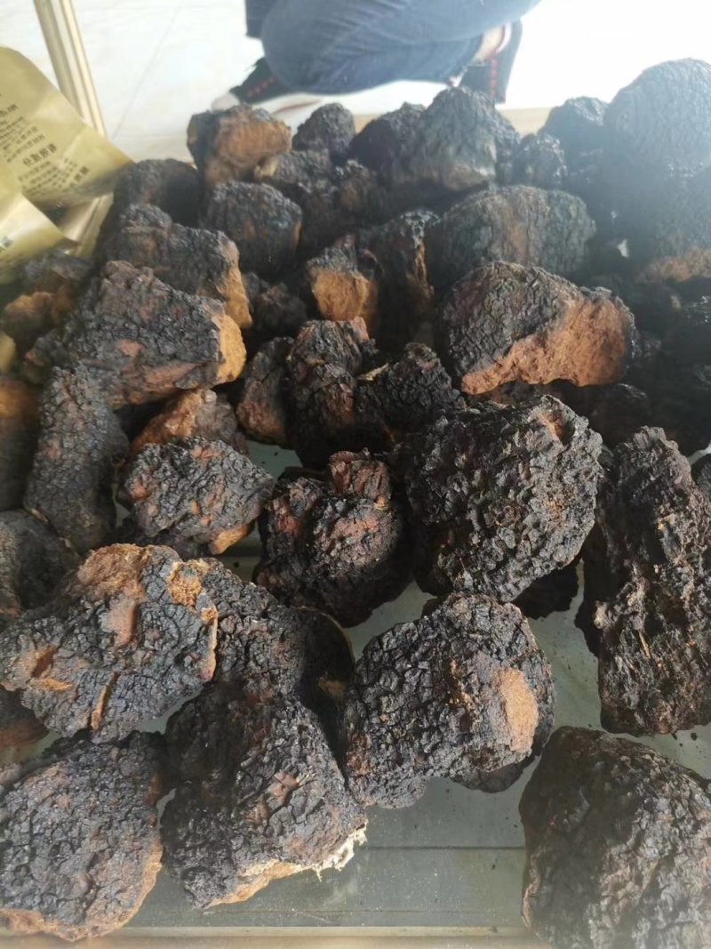 长白山野生桦树茸天然桦树茸整块产地直发可视频