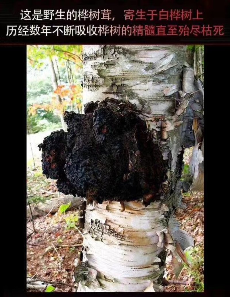 长白山野生桦树茸天然桦树茸整块产地直发可视频