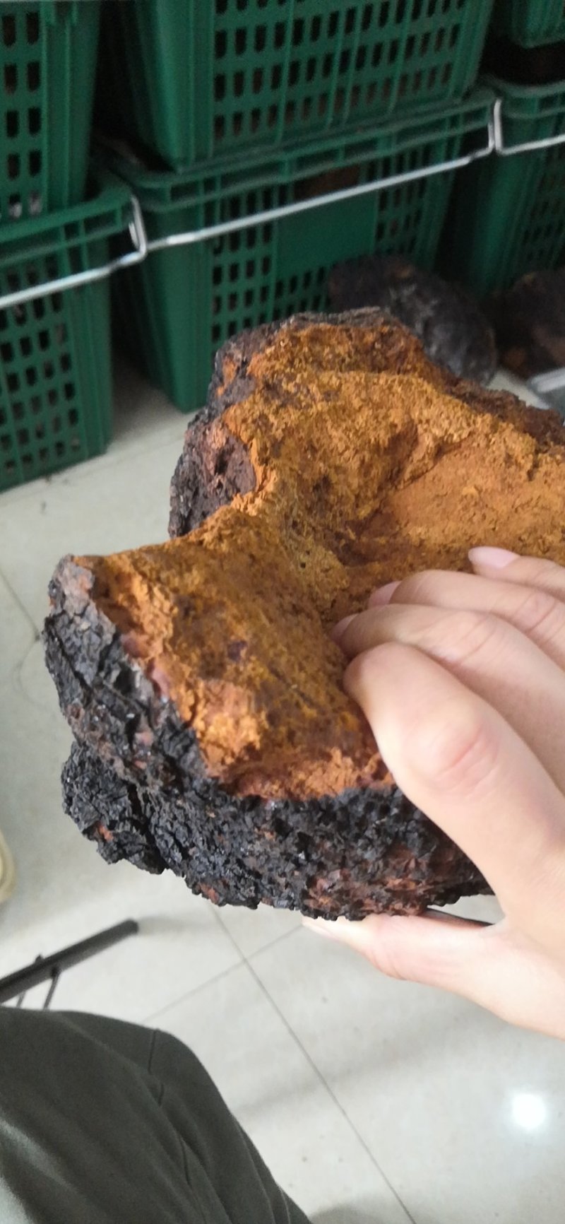 长白山野生桦树茸天然桦树茸整块产地直发可视频