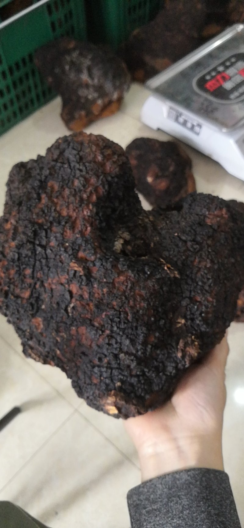 长白山野生桦树茸天然桦树茸整块产地直发可视频