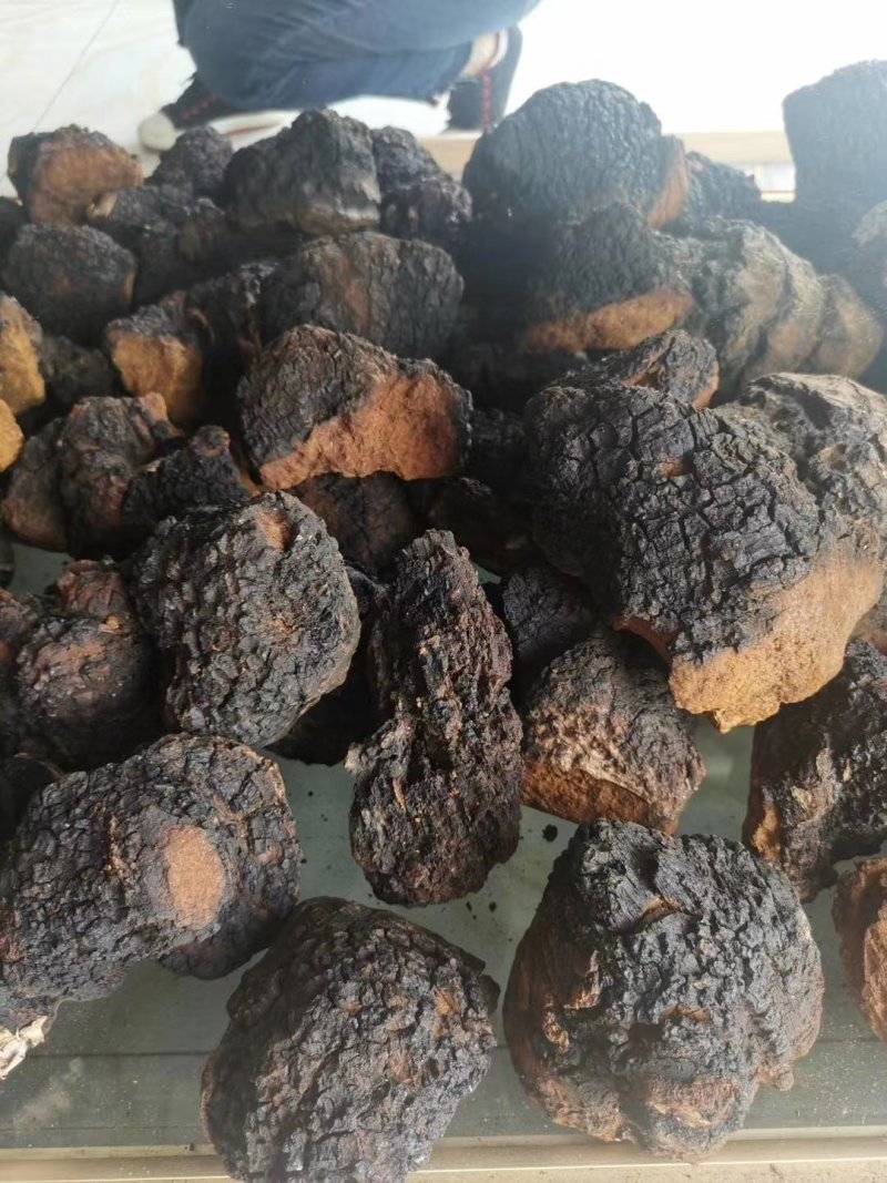 长白山野生桦树茸天然桦树茸整块产地直发可视频