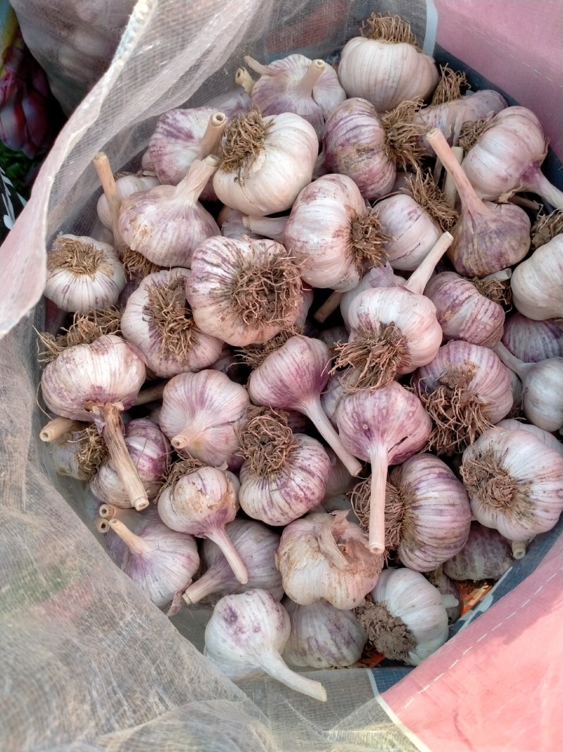 河北大名淤地紫皮杂交大蒜蒜种，紫皮红瓣，抗病、高产