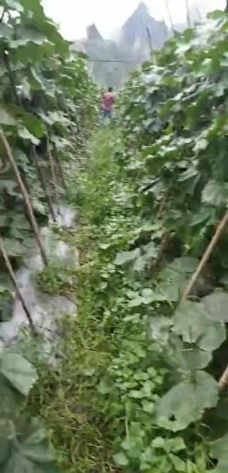 《精选》精品吊冬瓜大量上市条型好，色泽黑亮，随行就市