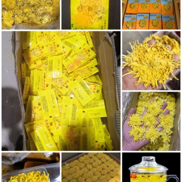 金丝皇菊花茶，金丝皇菊精品包装，花朵大，
