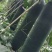 《精选》精品吊冬瓜大量上市条型好,色泽黑亮,随行就市