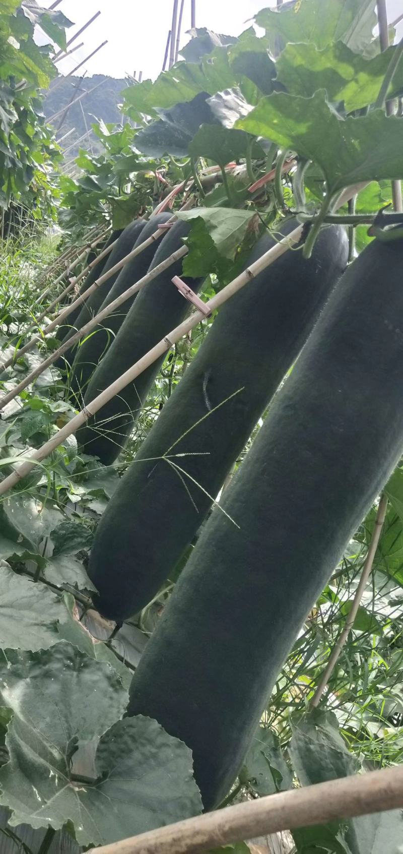 《精选》精品吊冬瓜大量上市条型好，色泽黑亮，随行就市