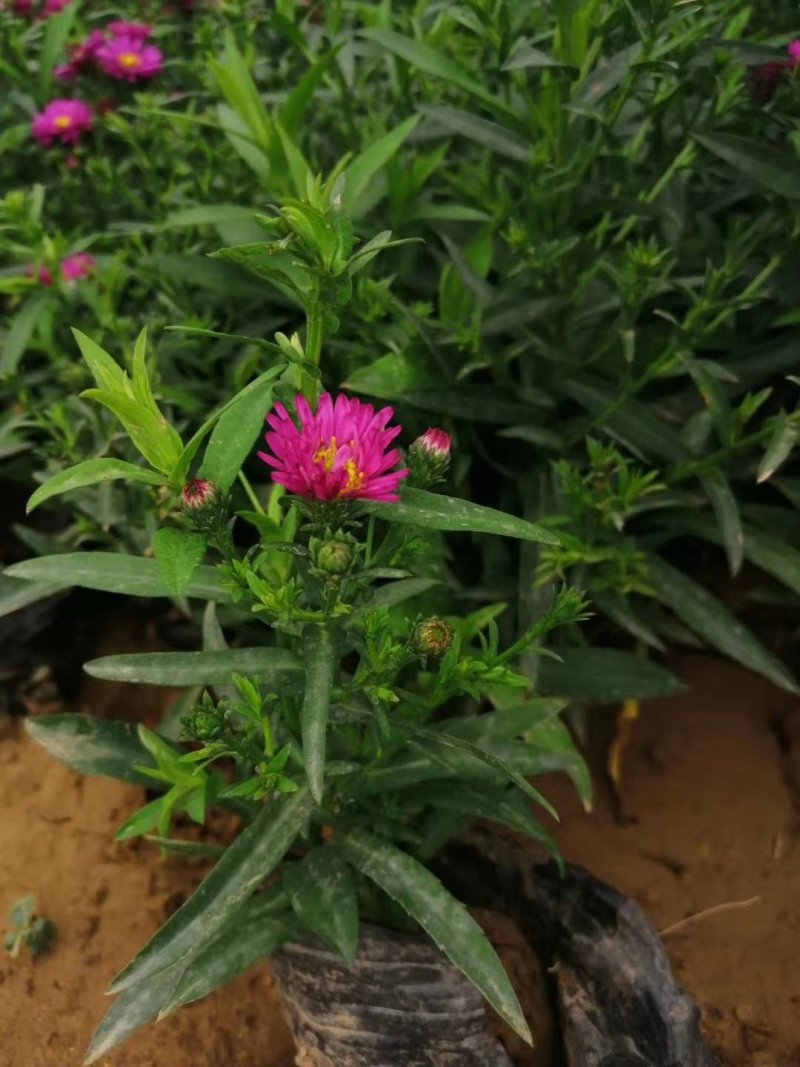荷兰菊大量现货质优价廉
