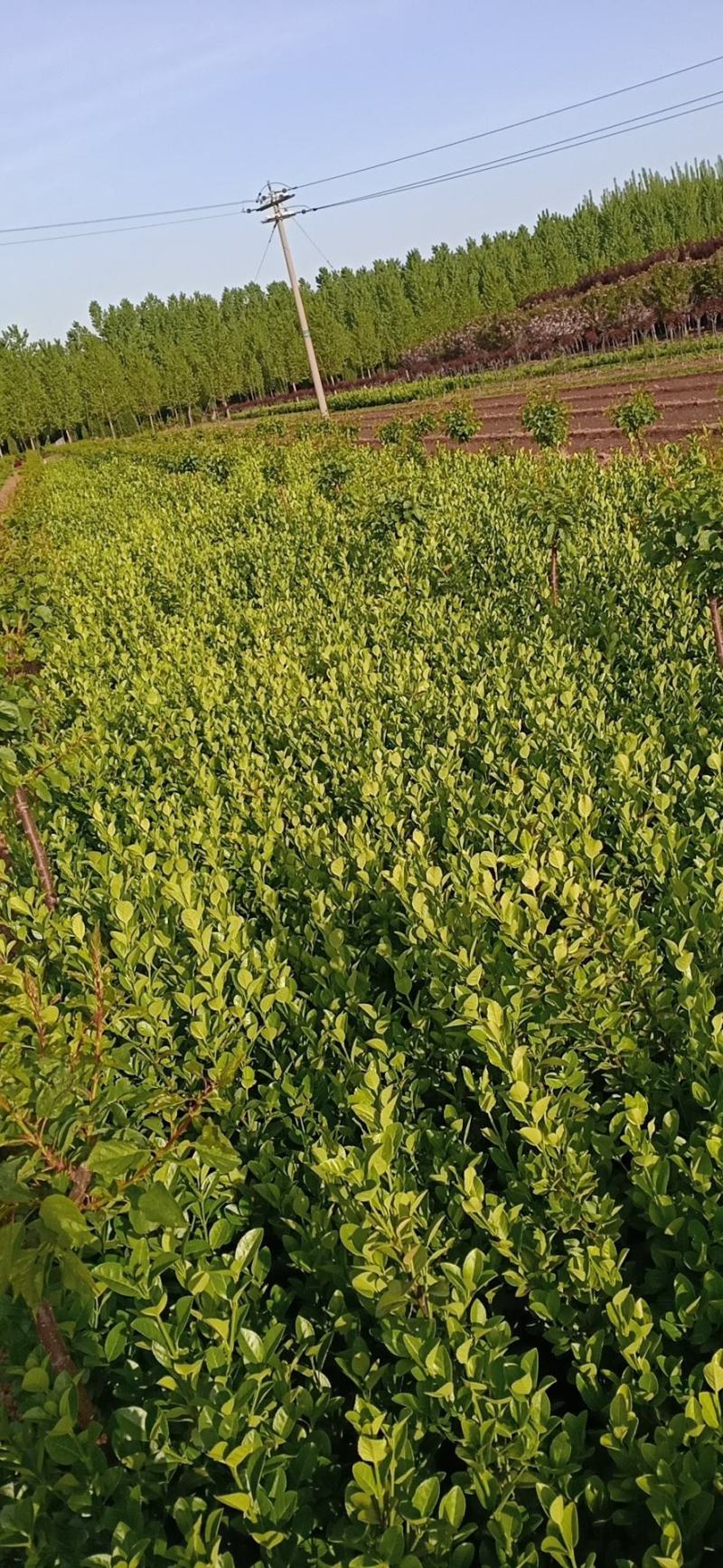 基地常年供应大叶扶芳藤（胶东卫矛）基地发苗，可实地看苗，