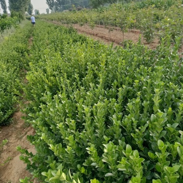 基地常年供应大叶扶芳藤（胶东卫矛）基地发苗，可实地看苗，