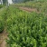 基地常年供应大叶扶芳藤（胶东卫矛）基地发苗，可实地看苗，