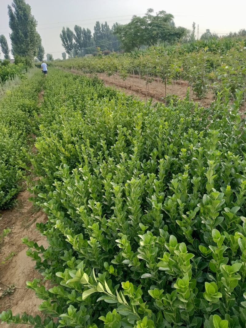 基地常年供应大叶扶芳藤（胶东卫矛）基地发苗，可实地看苗，