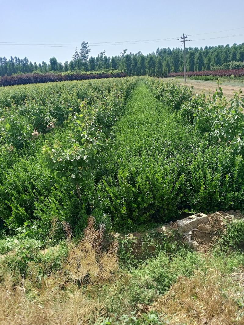 基地常年供应大叶扶芳藤（胶东卫矛）基地发苗，可实地看苗，