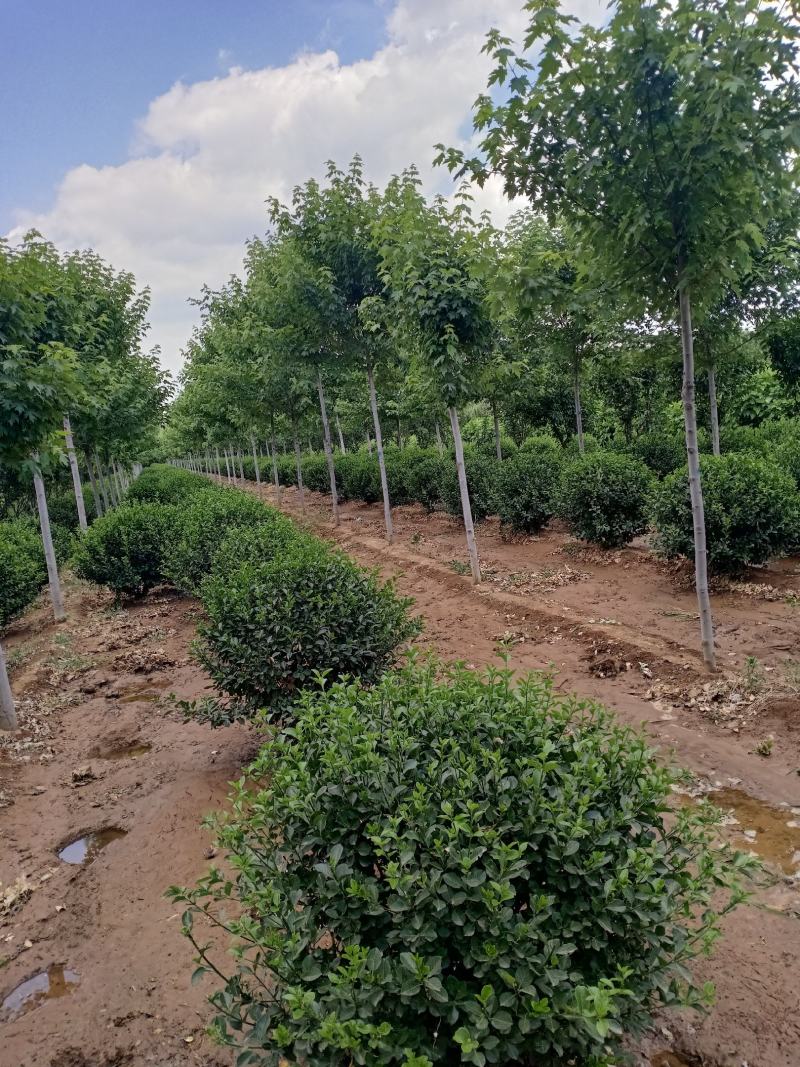 基地常年供应大叶扶芳藤（胶东卫矛）基地发苗，可实地看苗，