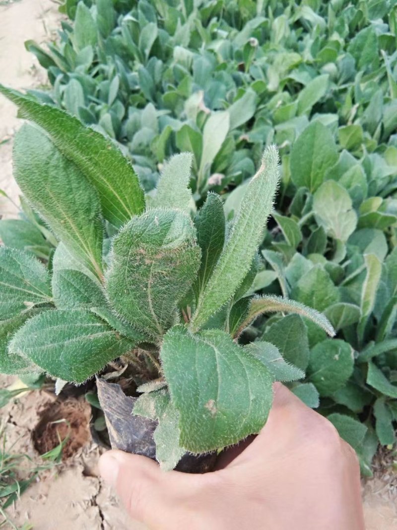 撒种多芽黑心菊各类地被绿化植物绿化工程花海打造