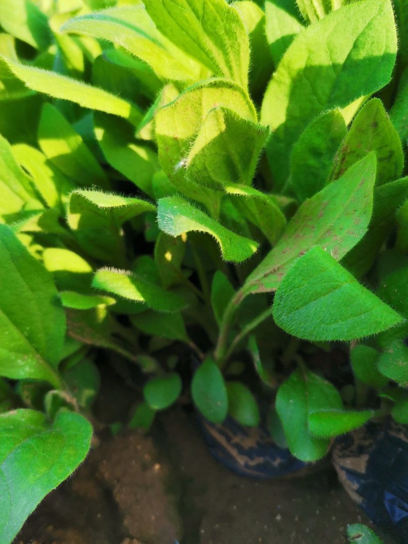 撒种多芽黑心菊各类地被绿化植物绿化工程花海打造