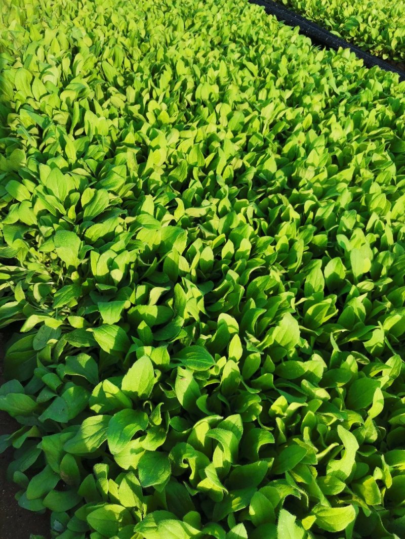 撒种多芽黑心菊各类地被绿化植物绿化工程花海打造