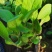 撒种多芽黑心菊各类地被绿化植物绿化工程花海打造