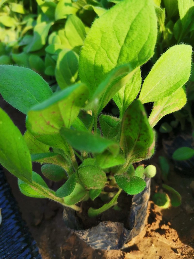 撒种多芽黑心菊各类地被绿化植物绿化工程花海打造