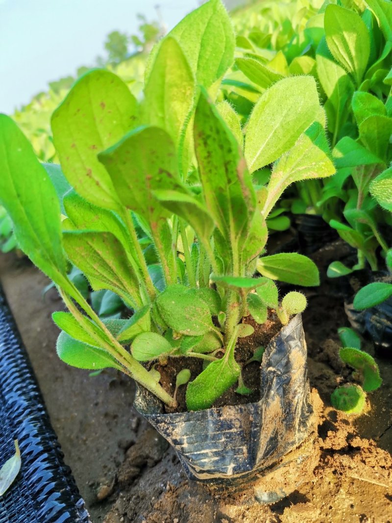 撒种多芽黑心菊各类地被绿化植物绿化工程花海打造