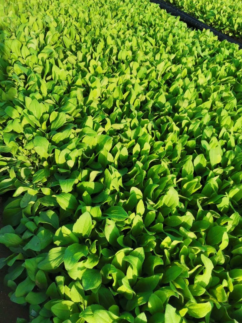 撒种多芽黑心菊各类地被绿化植物绿化工程花海打造
