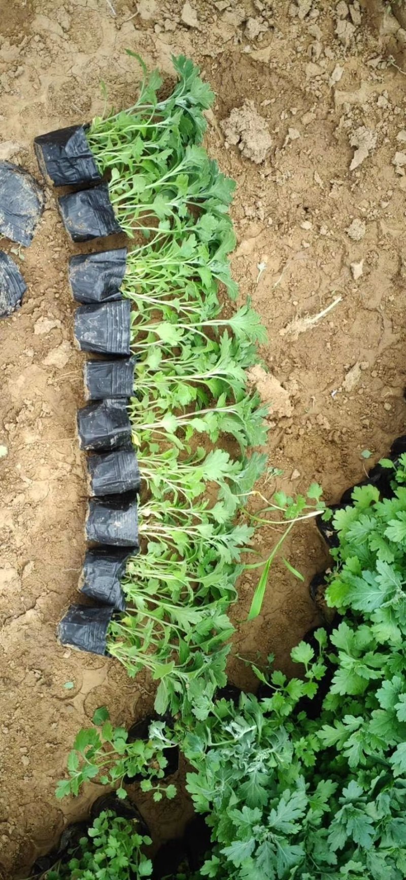 地被菊大量现货基地直销。