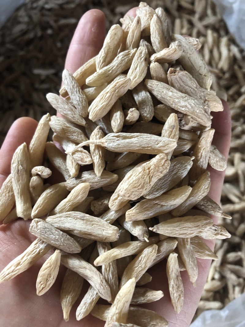 麦冬，四川麦冬，颗粒均匀，各种规格都有，
