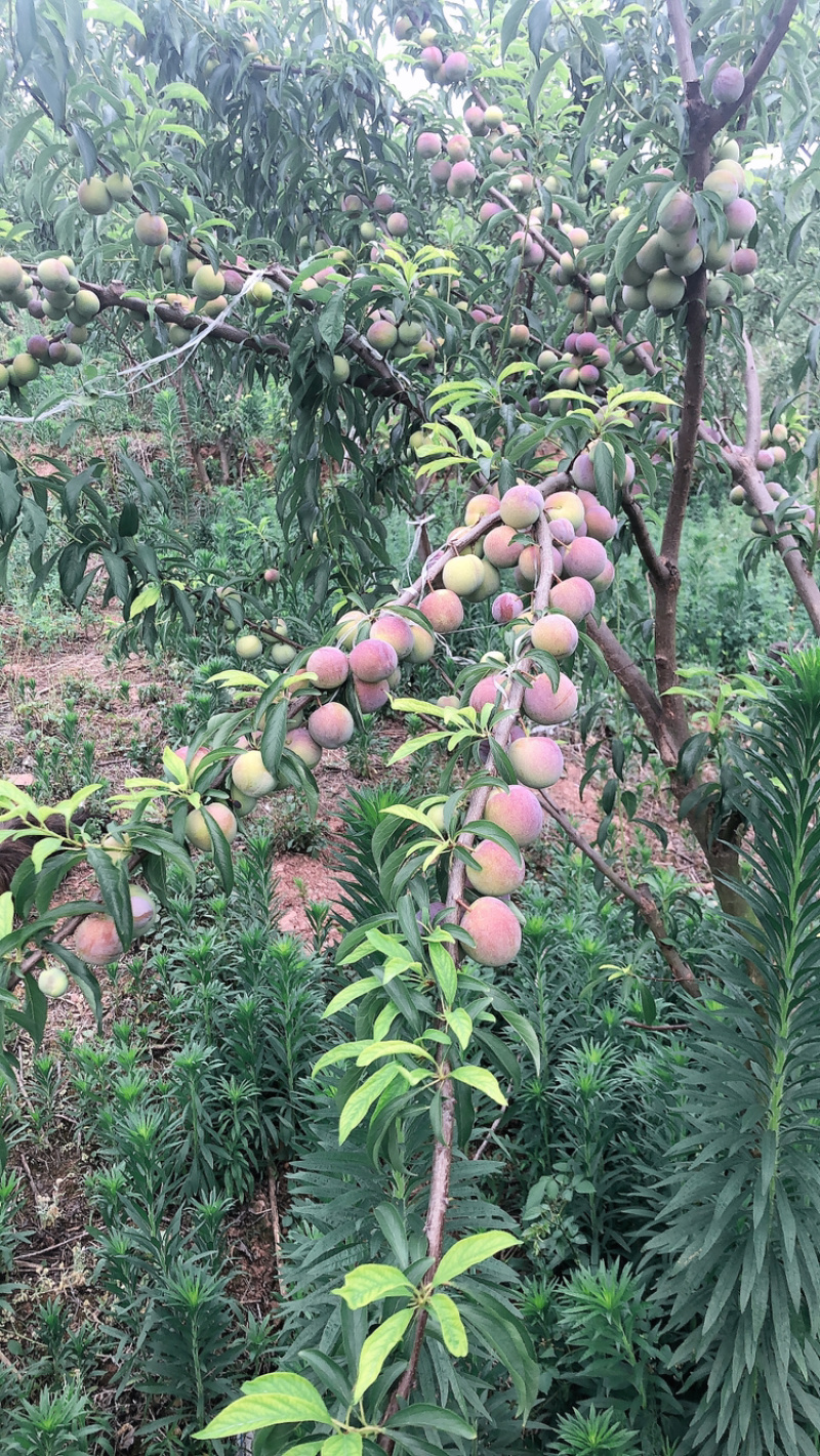 冰糖李，青脆李