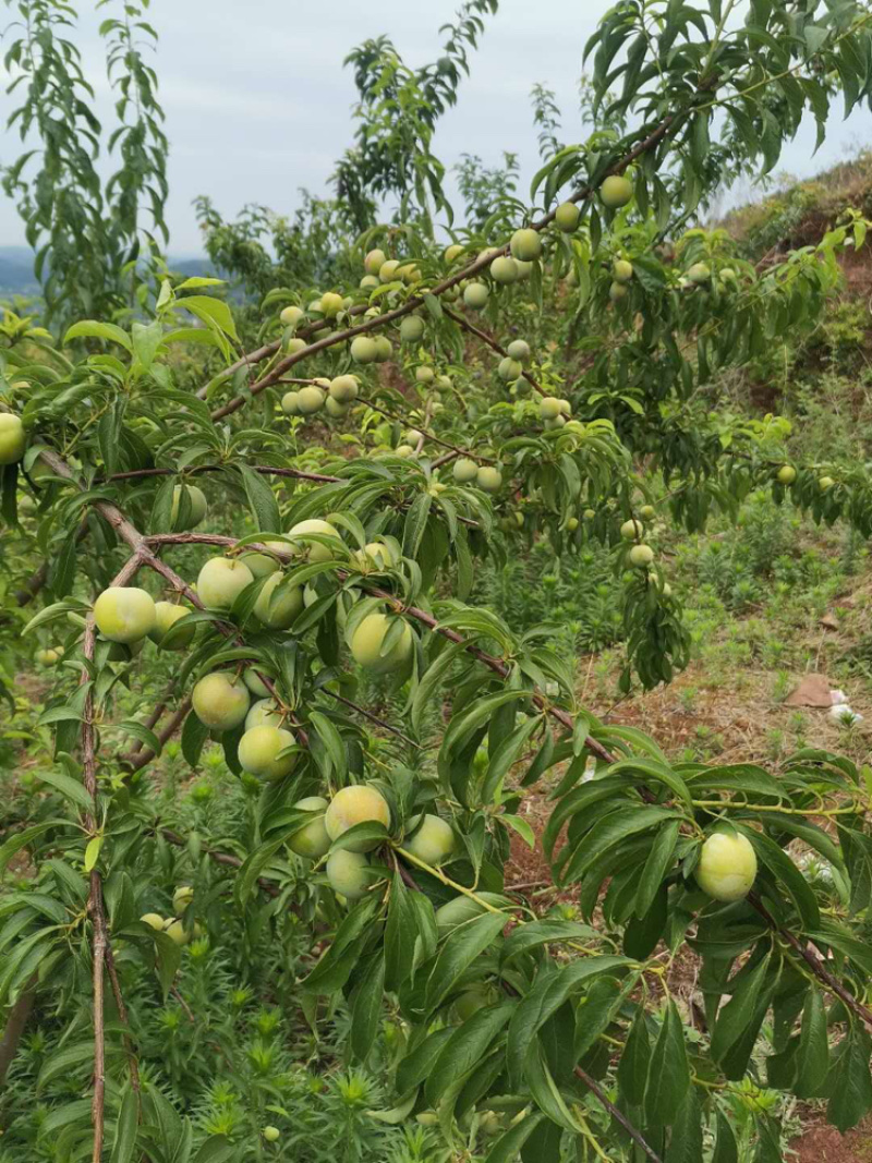 冰糖李，青脆李