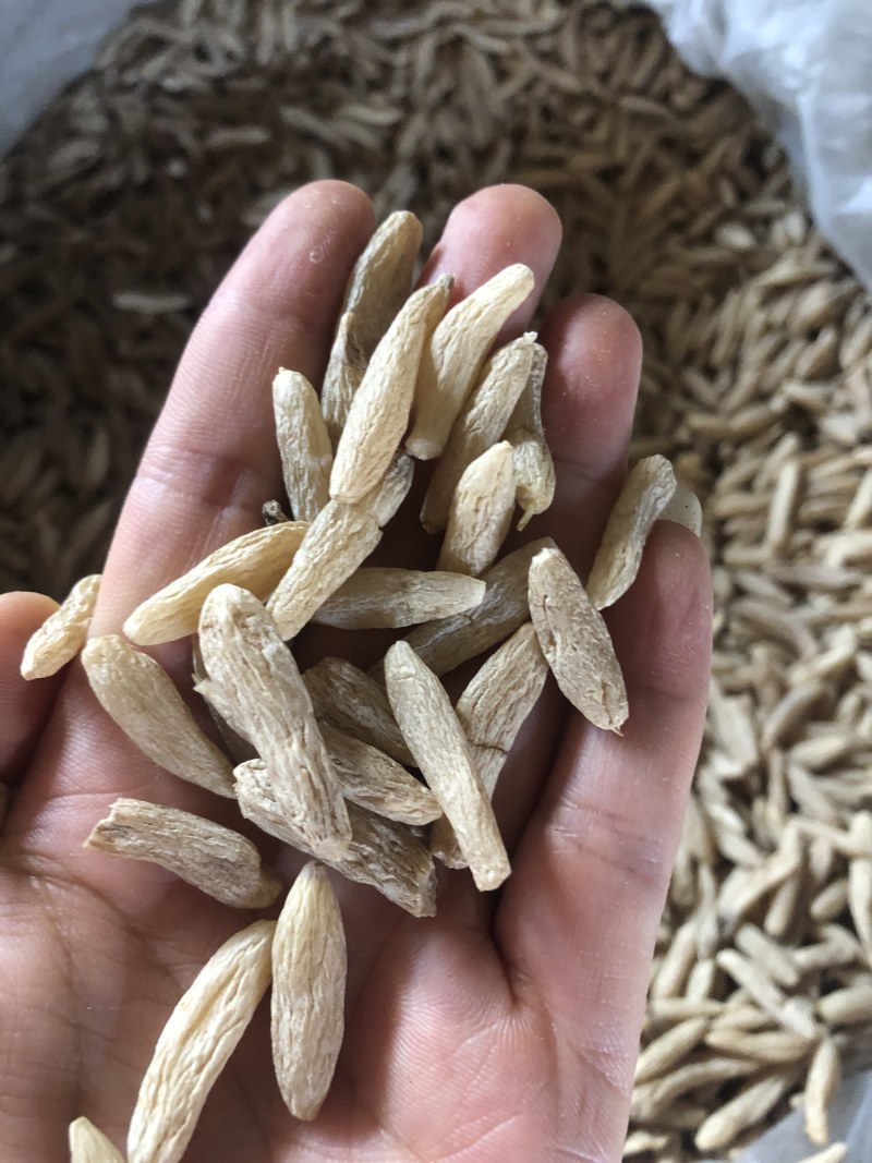 麦冬，四川麦冬，颗粒均匀，各种规格都有，
