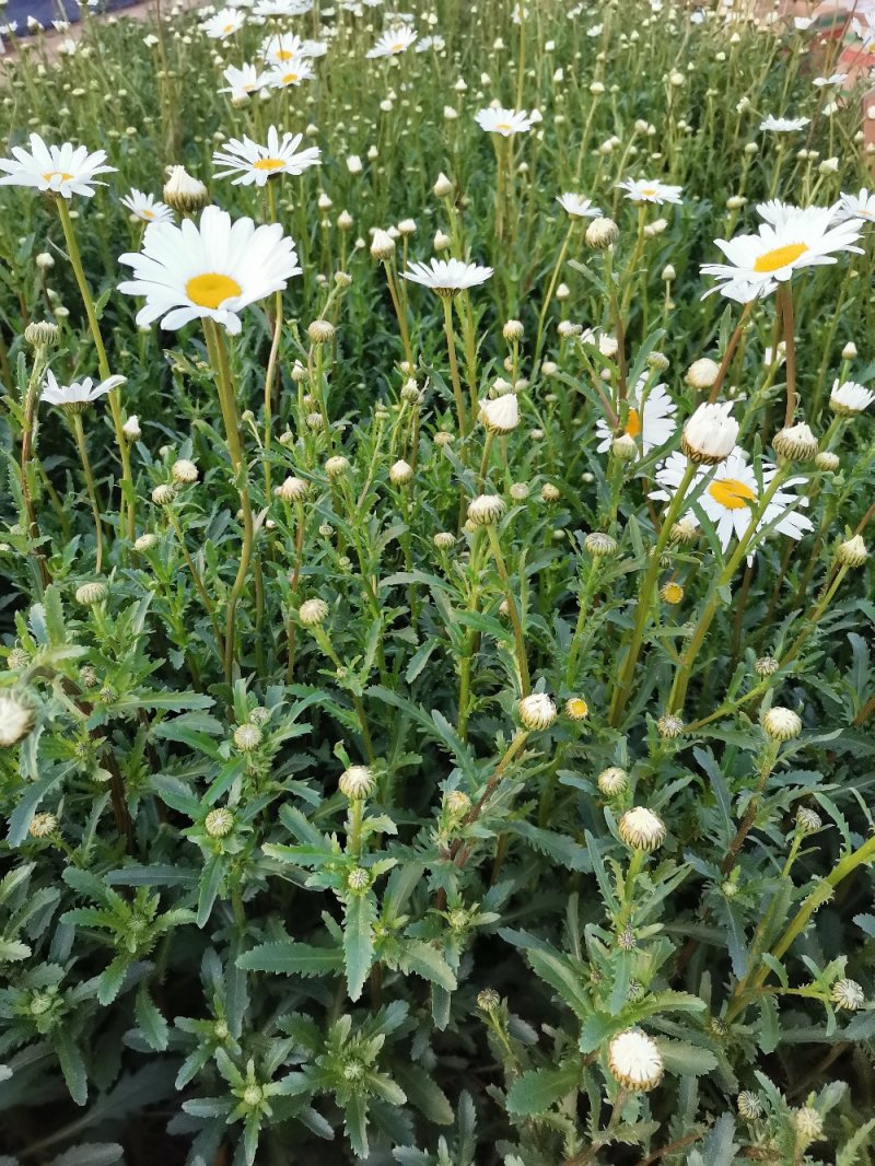 大滨菊基地种植绿化工程花海打造撒种多芽营养杯苗
