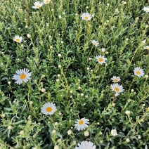 大滨菊基地种植绿化工程花海打造撒种多芽营养杯苗