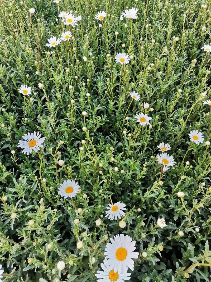 大滨菊基地种植绿化工程花海打造撒种多芽营养杯苗