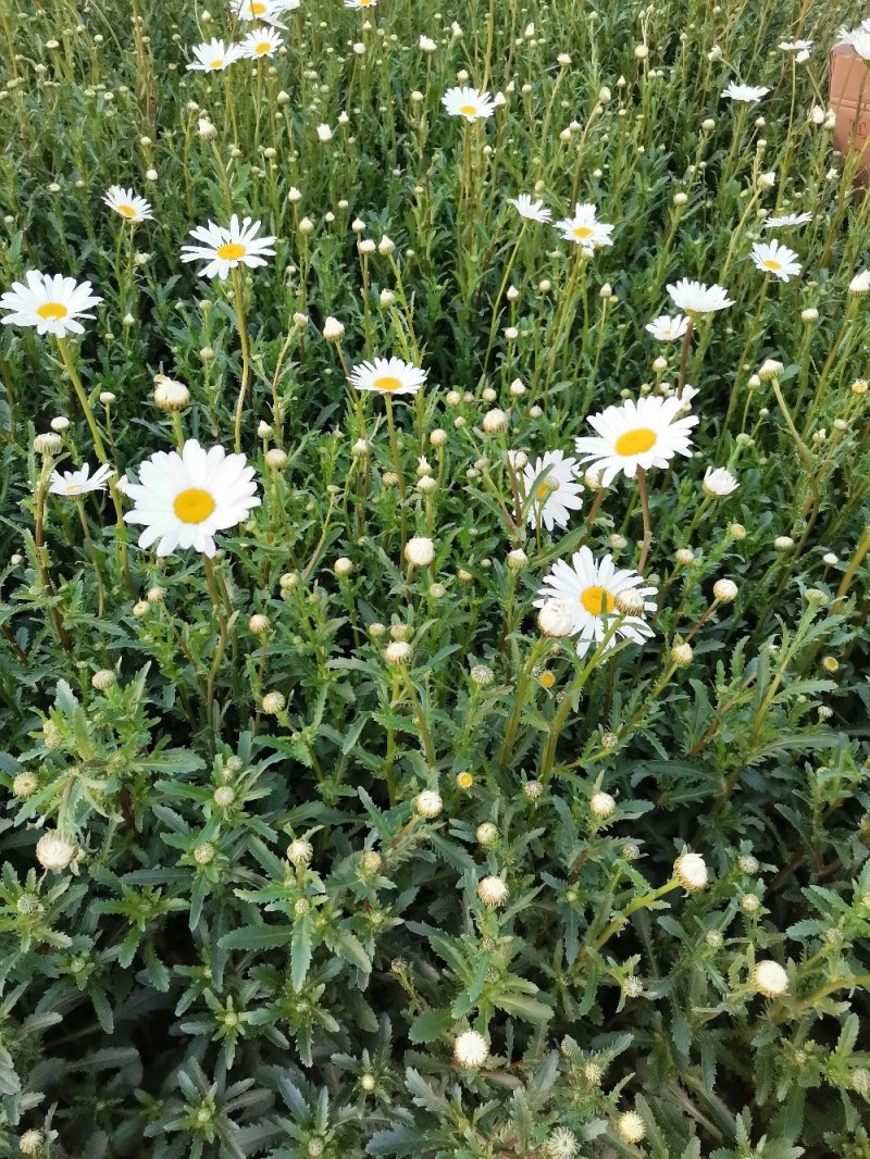 大滨菊基地种植绿化工程花海打造撒种多芽营养杯苗