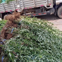 乐园苗木基地常年大量供应连翘工程苗，基地发苗，可实地看苗