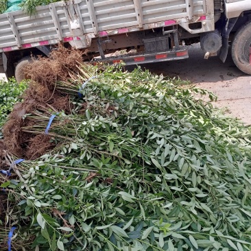 乐园苗木基地常年大量供应连翘工程苗，基地发苗，可实地看苗