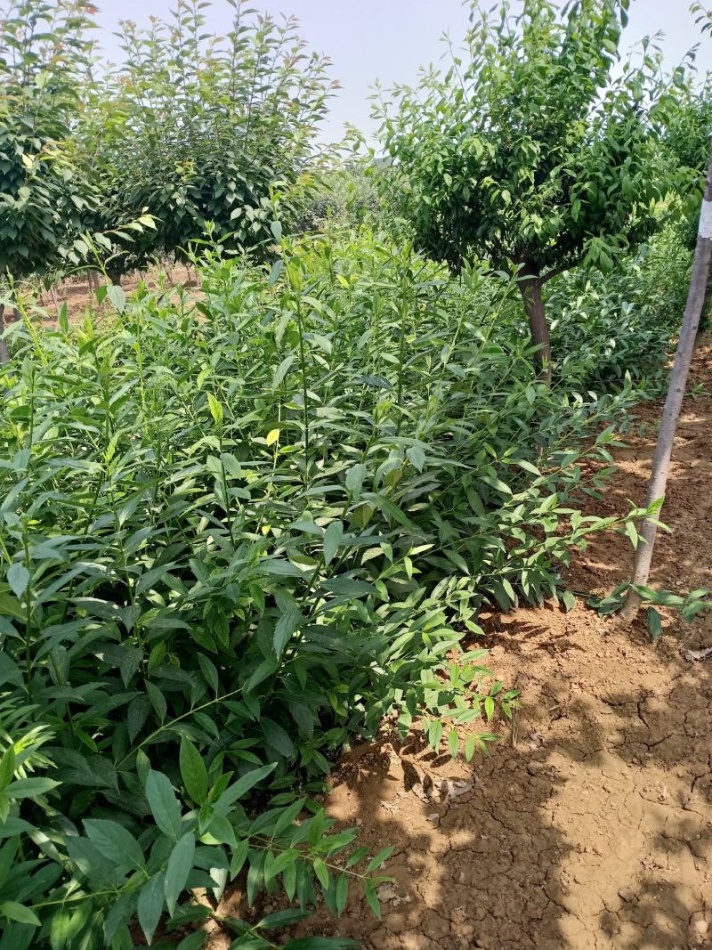 乐园苗木基地常年大量供应连翘工程苗，基地发苗，可实地看苗