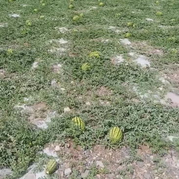 大西北硒砂瓜