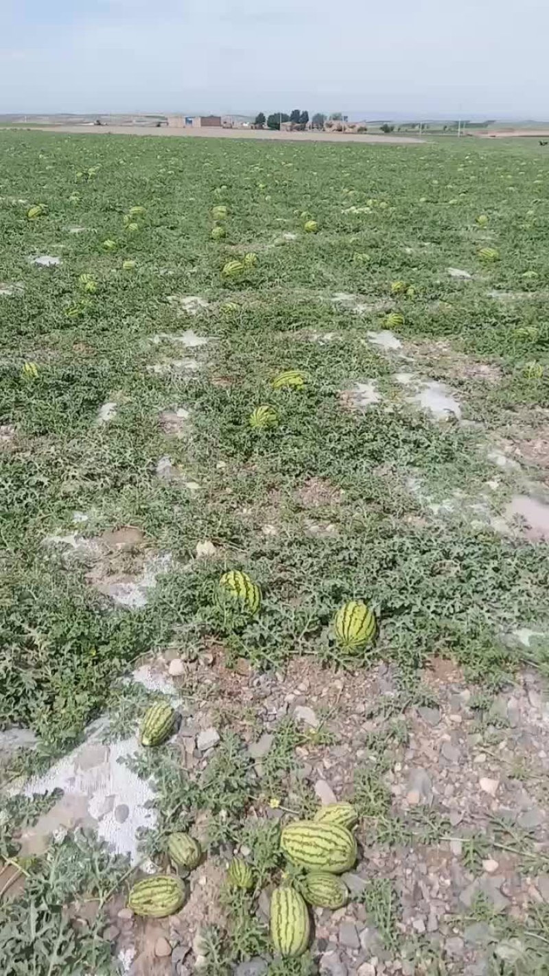 大西北硒砂瓜