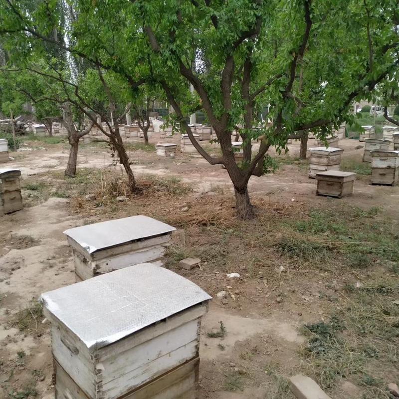 新疆阿克苏本地蜂蜜，沙枣蜜、红枣蜜，全部产品都有认证资质