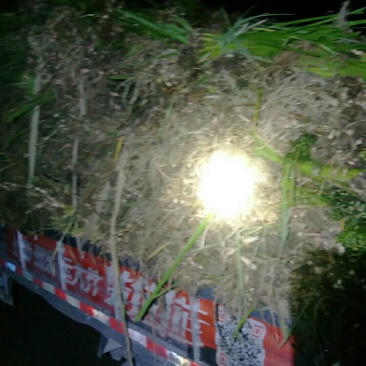 水菖蒲，蒲苗批发，