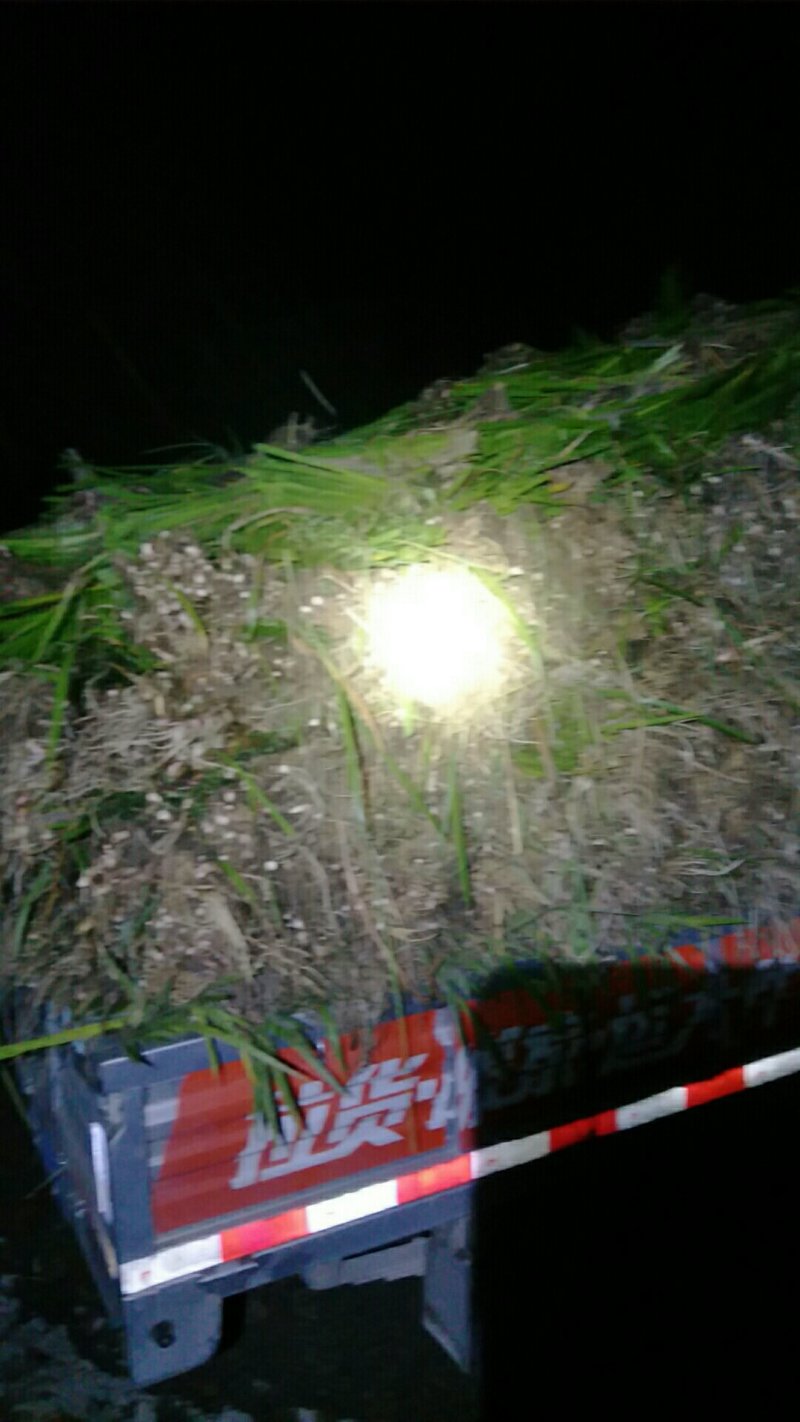 水菖蒲，蒲苗批发，