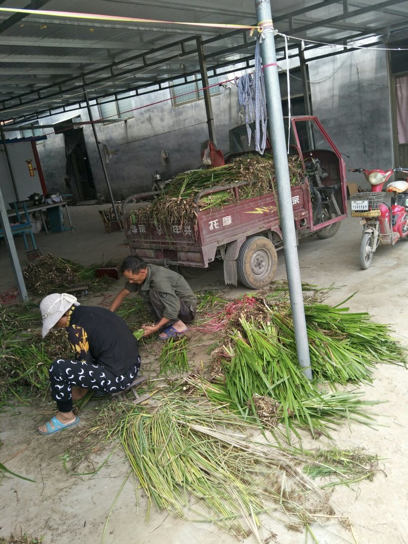 水菖蒲，蒲苗批发，