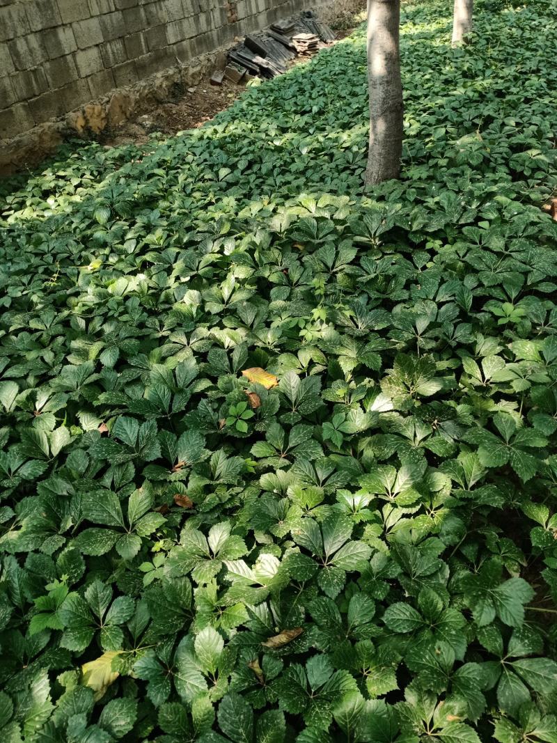 基地常年供应爬山虎（五叶地锦），基地发货，可现场看苗