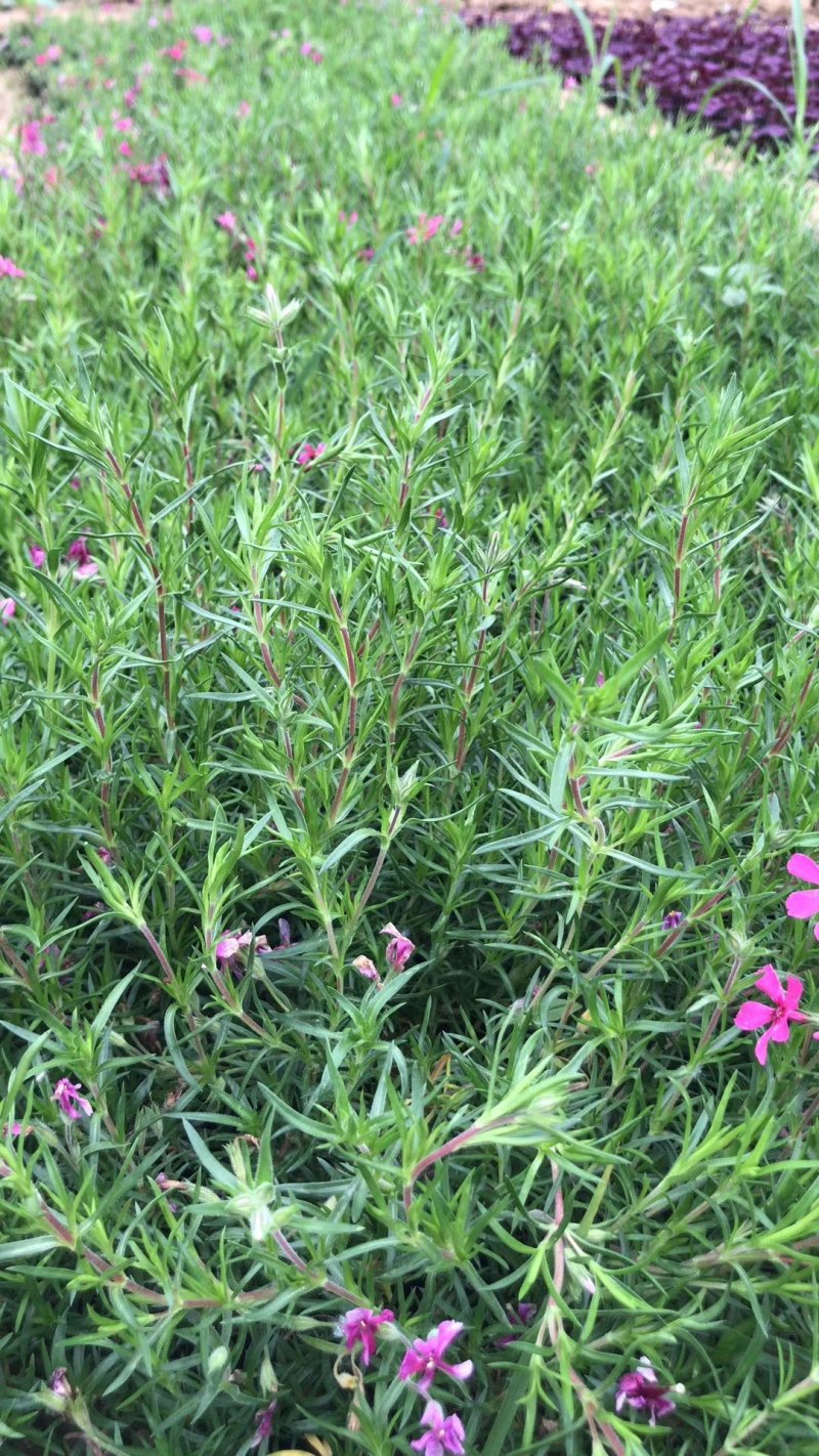 福禄考颜色多种质量好。。