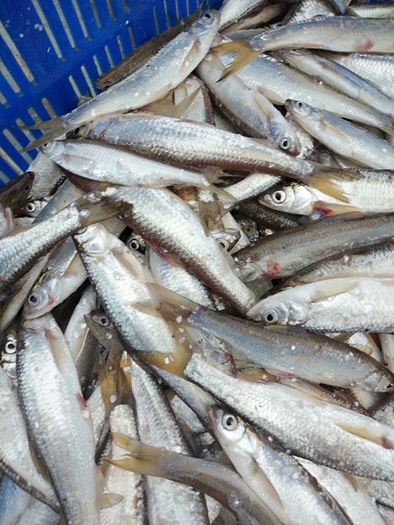 小白条，翘嘴