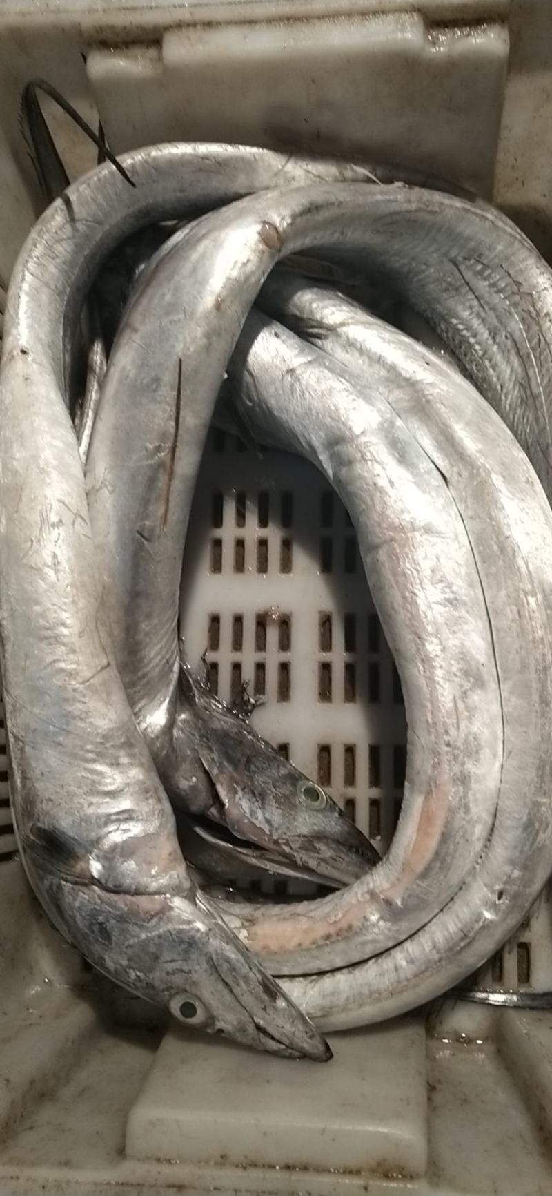 渤海湾带鱼，向来以口感征服你的味觉。