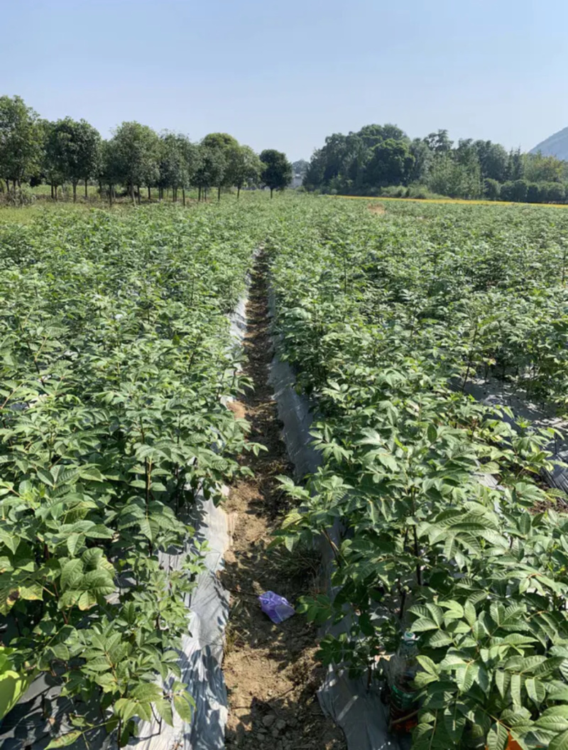 吴茱萸苗子，提供技术指导，回收，成活率90%一件代发