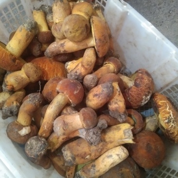 黄牛肝菌