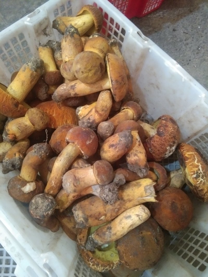黄牛肝菌